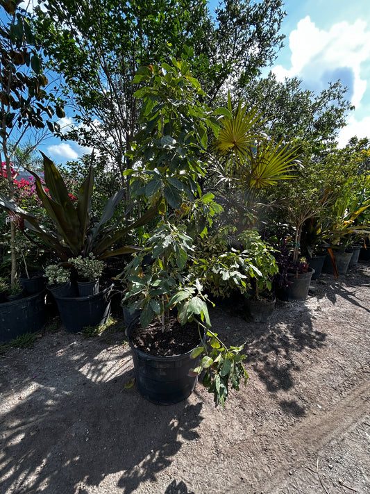 Avocado Tree