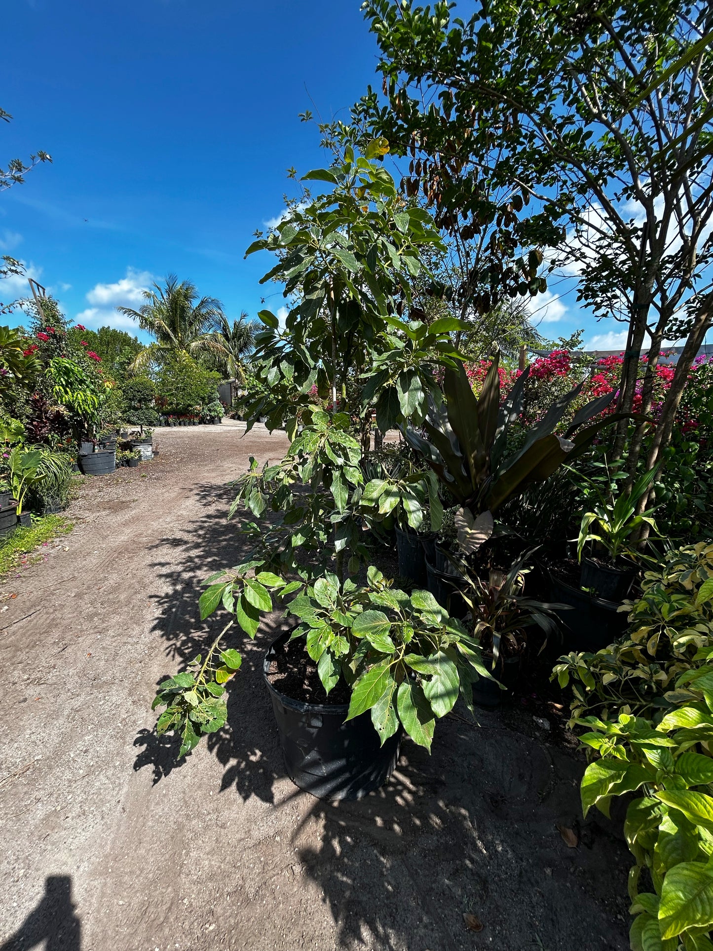 Avocado Tree