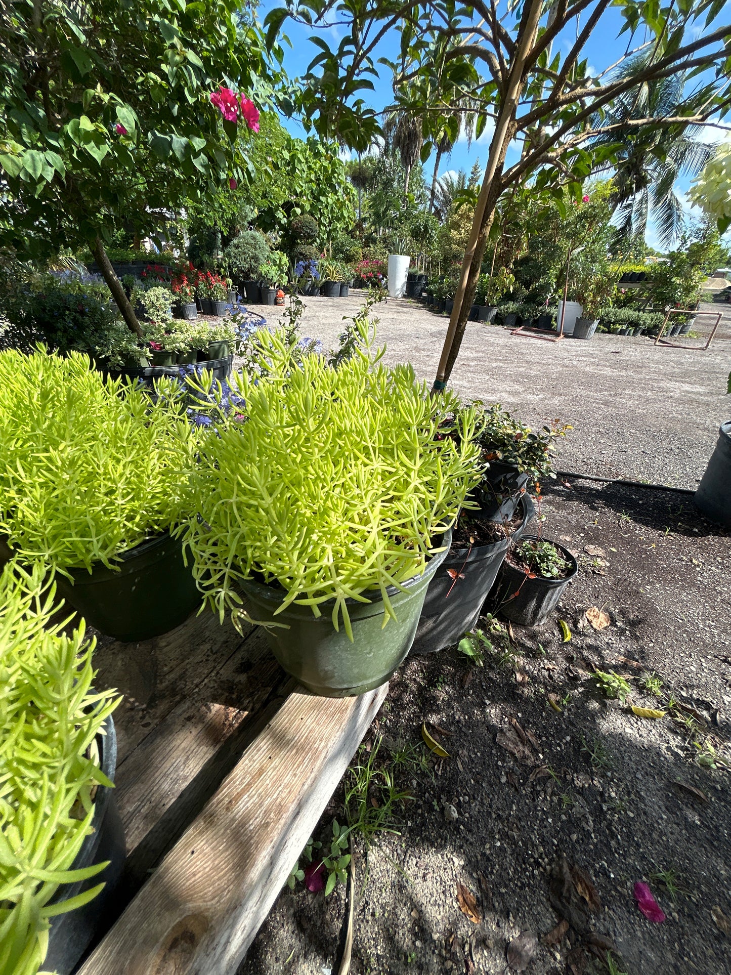 Sedum (Stonecrop)