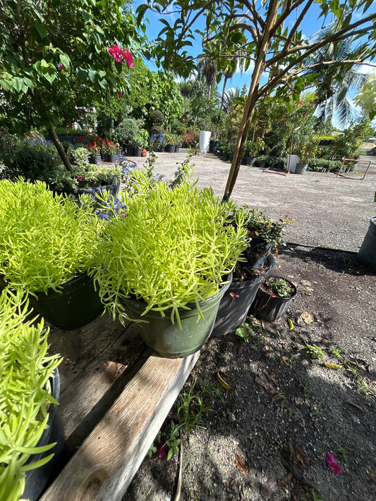 Sedum (Stonecrop)