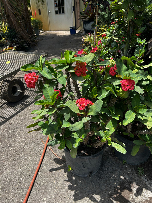 Crown of Thorns ‘Big Rose’