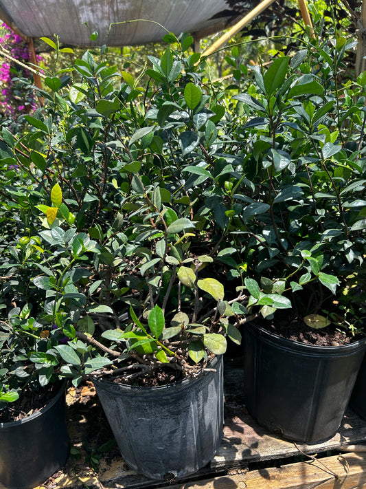 Confederate Jasmine Bush