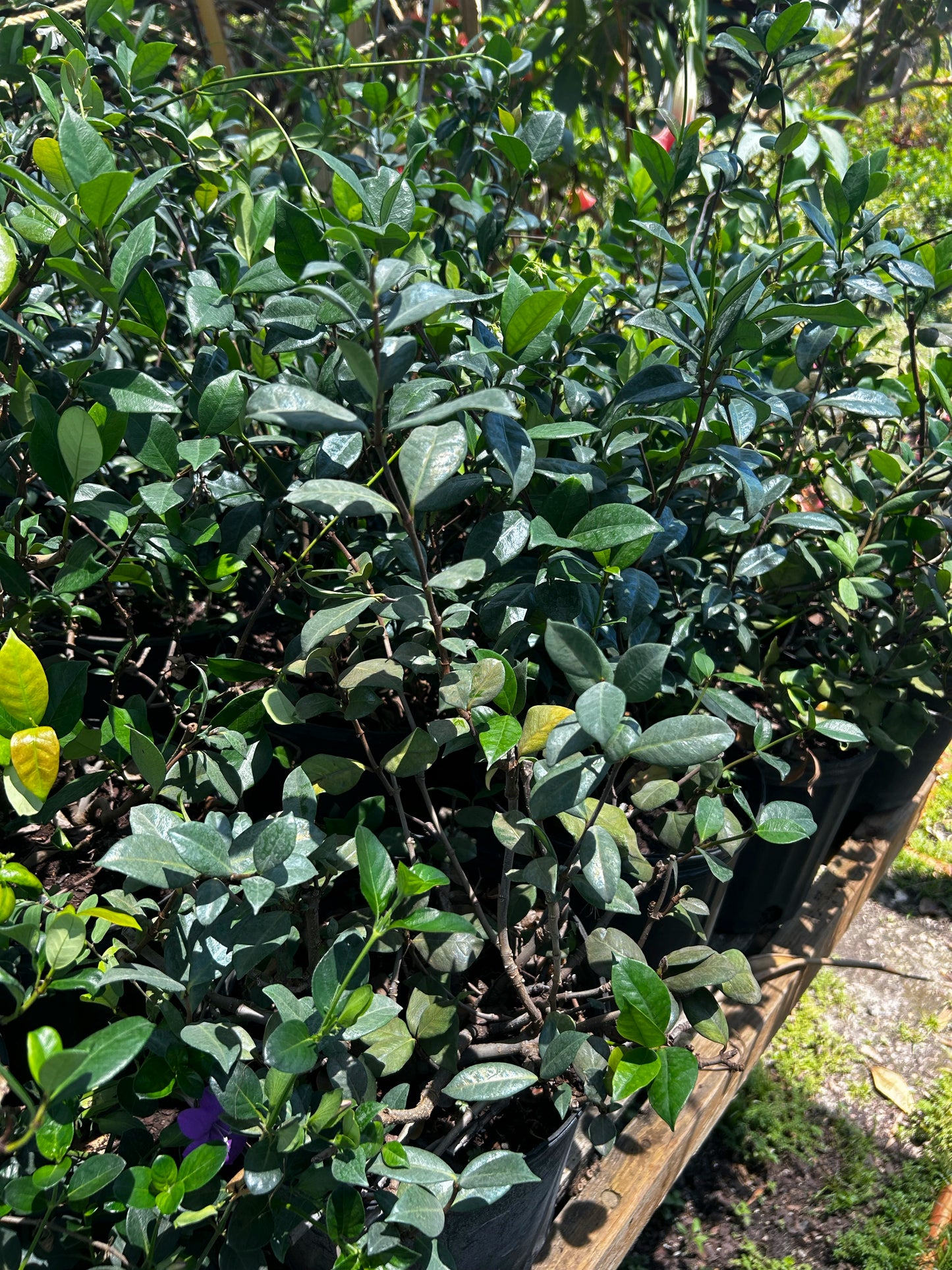 Confederate Jasmine Bush