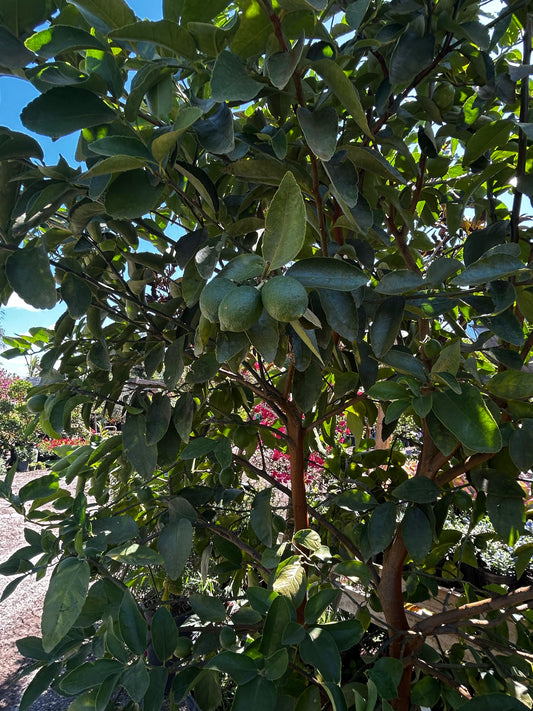 Persian Lime