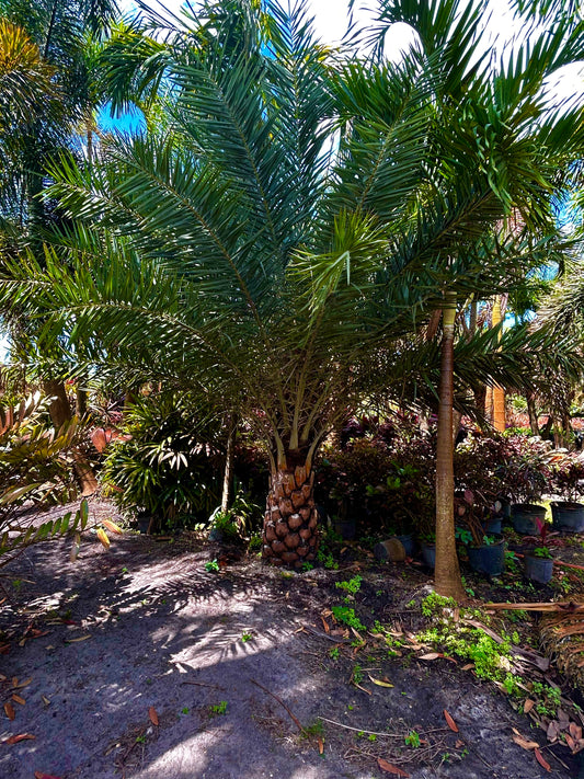 Sylvester Date Palm
