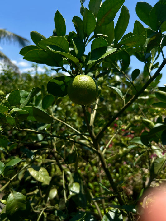 Ruby Red Grapefruit Tree (Citrus × paradisi)