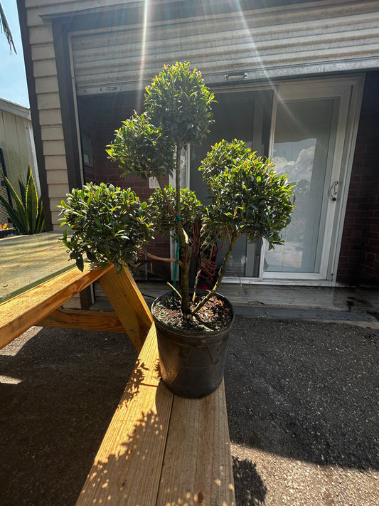 Topiary Multi-Ball