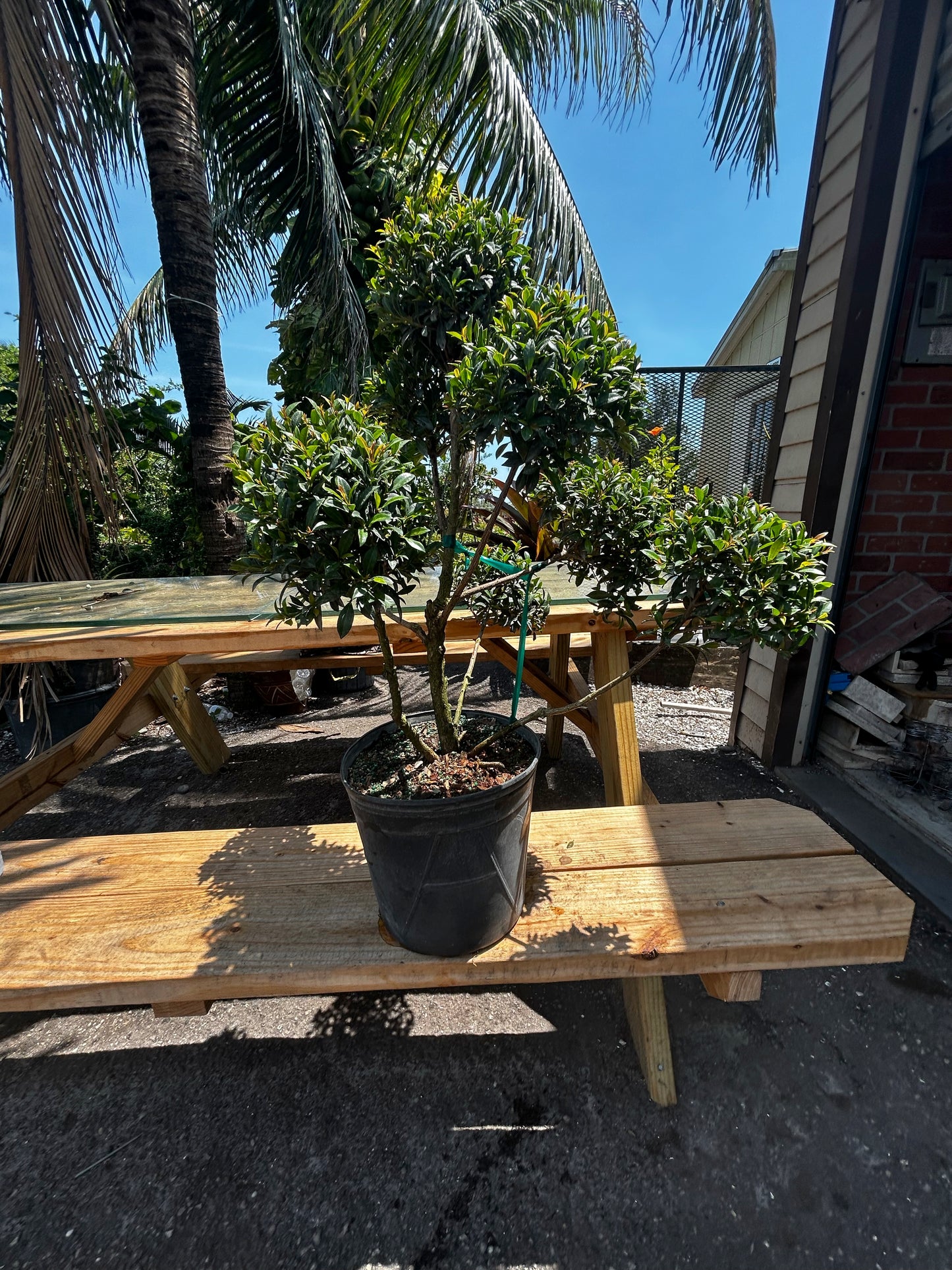 Topiary Multi-Ball