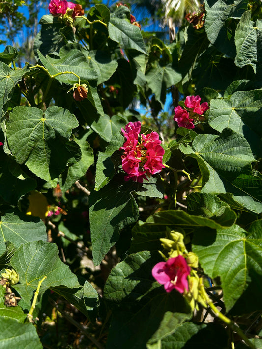 Dombeya Seminole 
