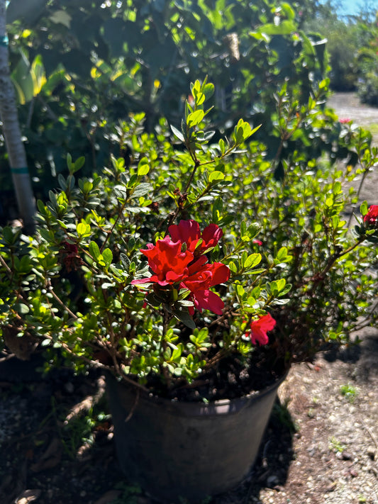 Azalea