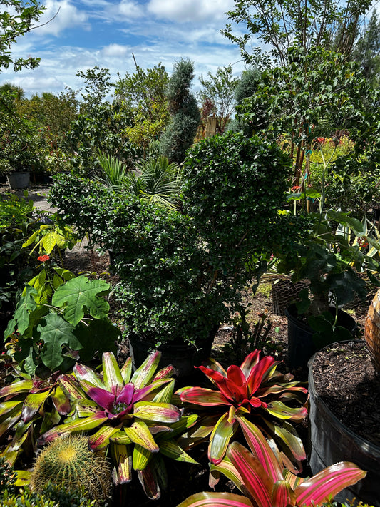 Center Topiary – Duck Shaped