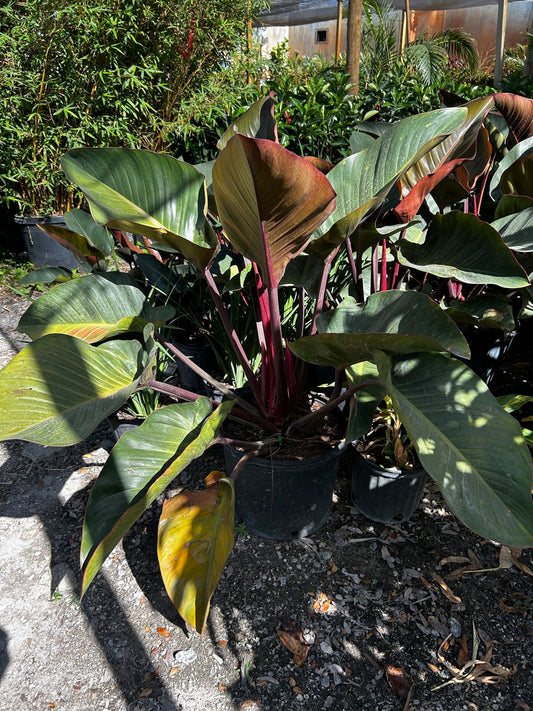 Red Congo Philodendron