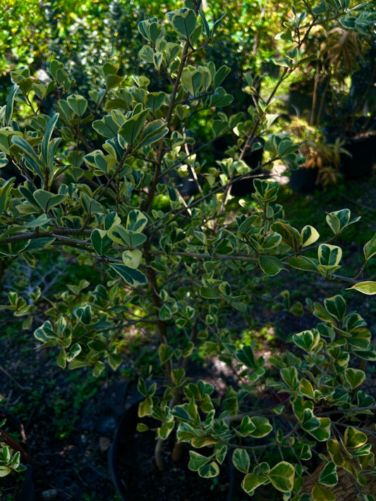 Triangle Fig / Sweetheart Tree (Ficus Triangularis)
