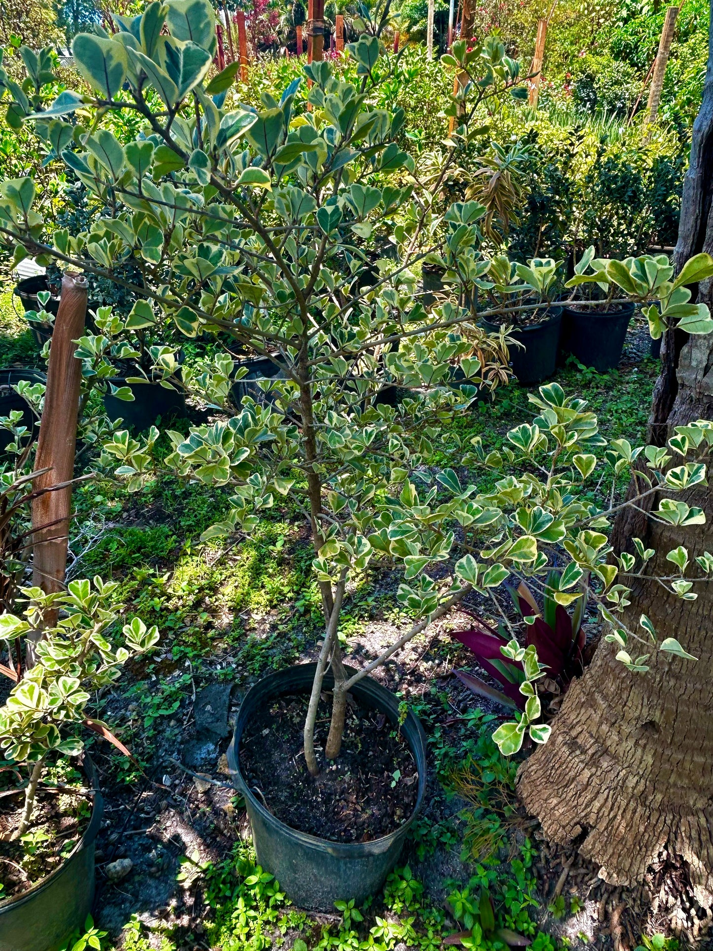 Triangle Fig / Sweetheart Tree (Ficus Triangularis)