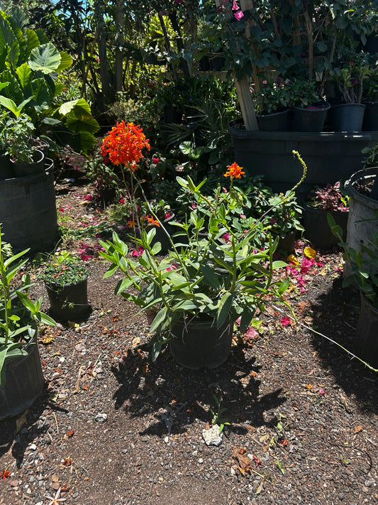 Ground Orchids