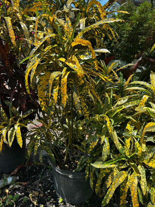 Sloppy Painter Croton