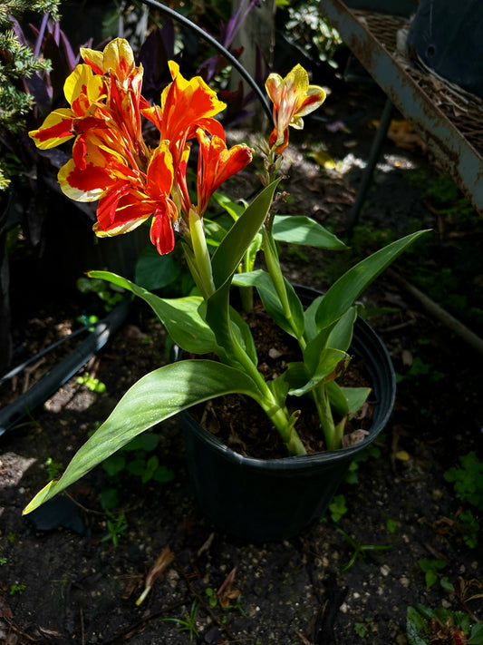 Canna 'Lucifer' Lily