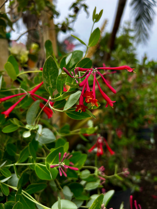 Major Wheeler Red Trumpet Honeysuckle