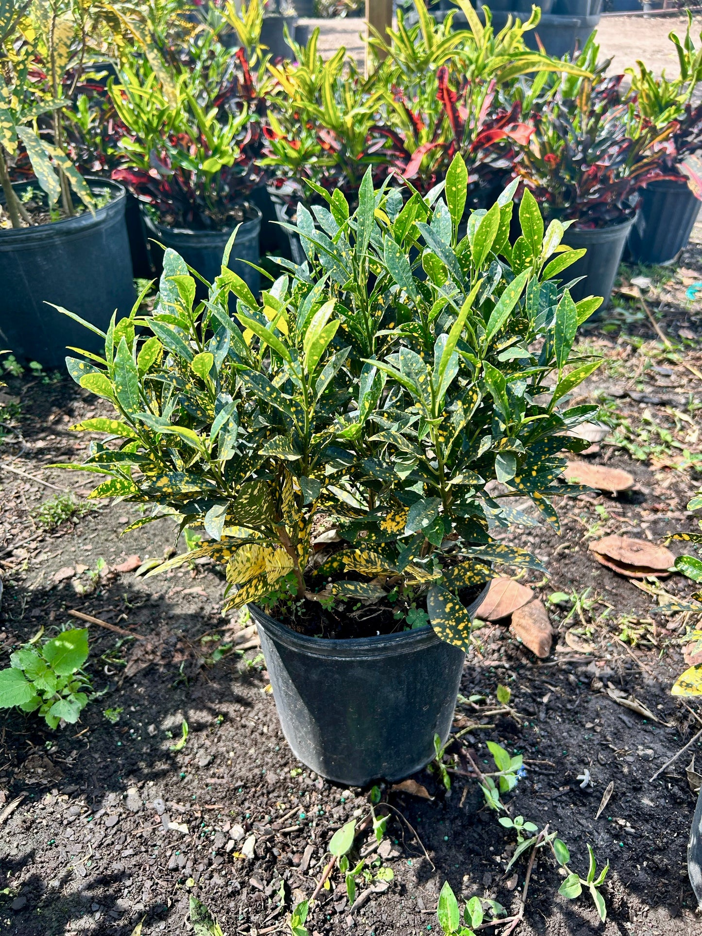 Gold Dust Croton
