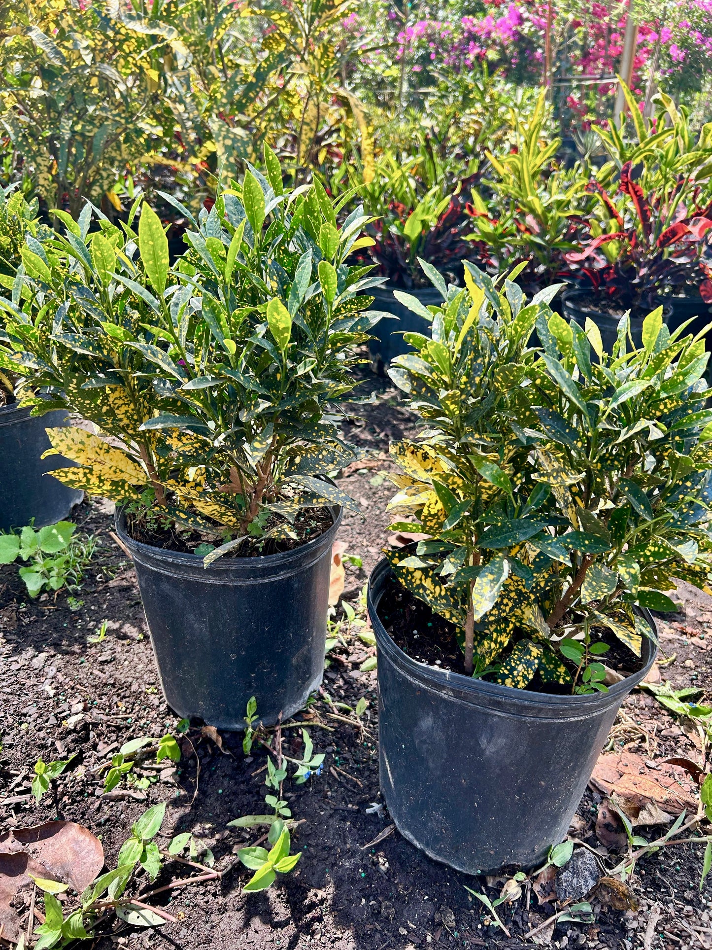 Gold Dust Croton