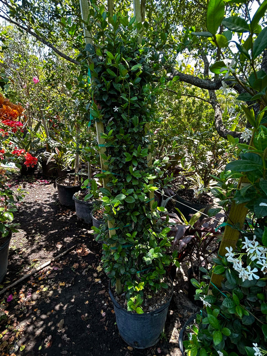 Confederate Jasmine Trellis