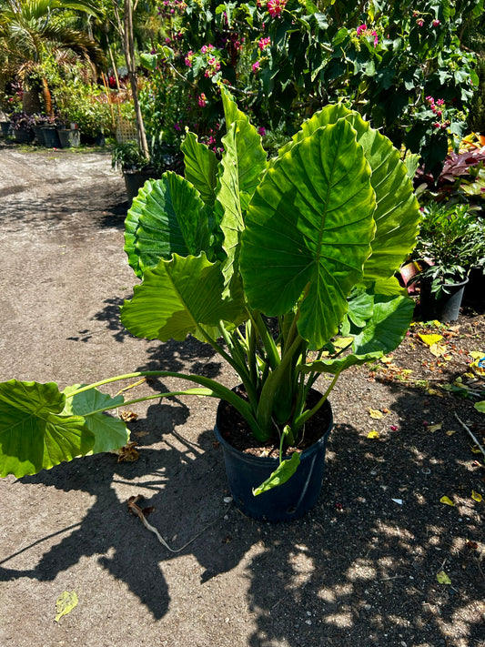 Alocasia (Elephant Ear)
