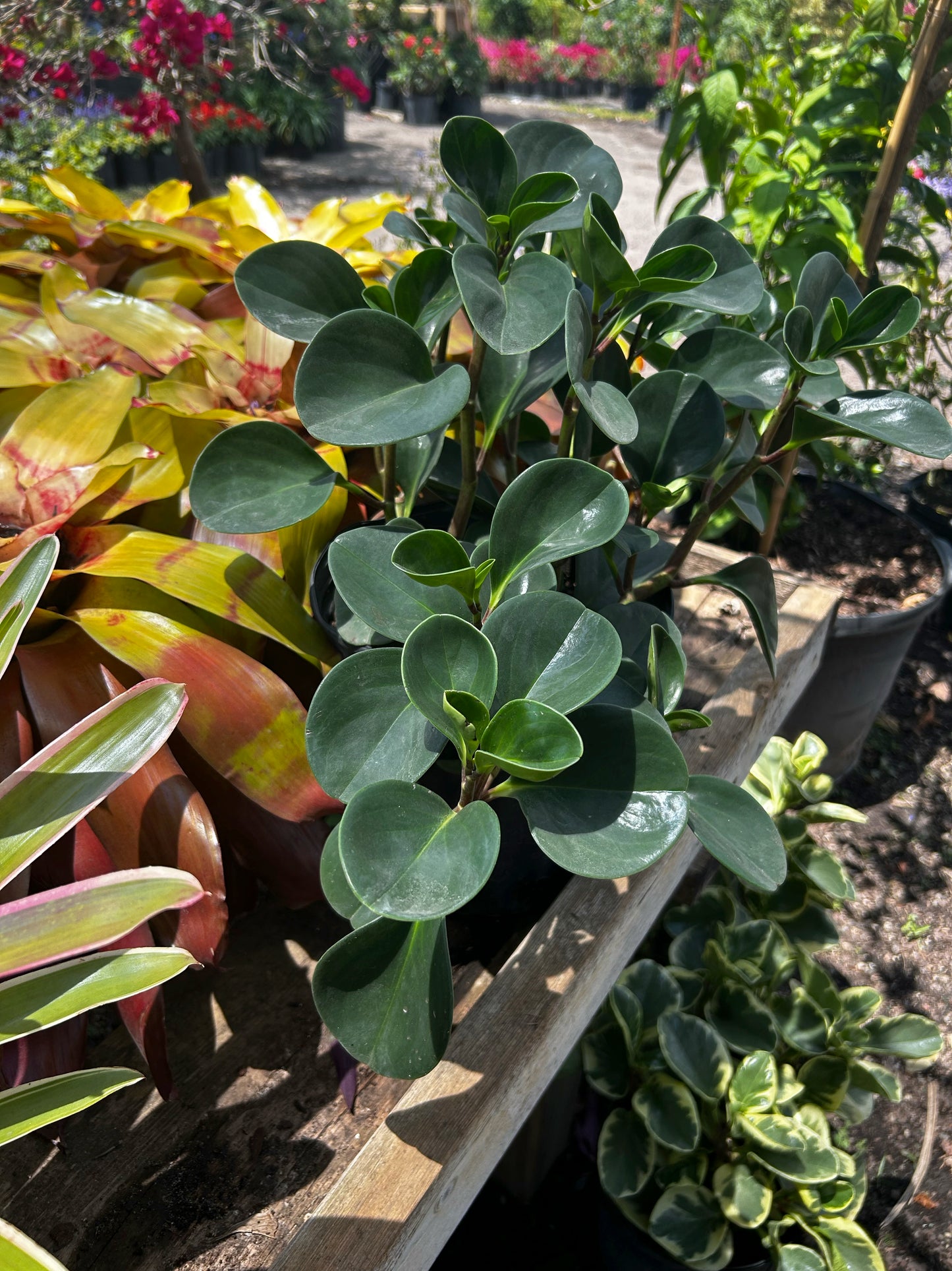 Baby Rubber Plant