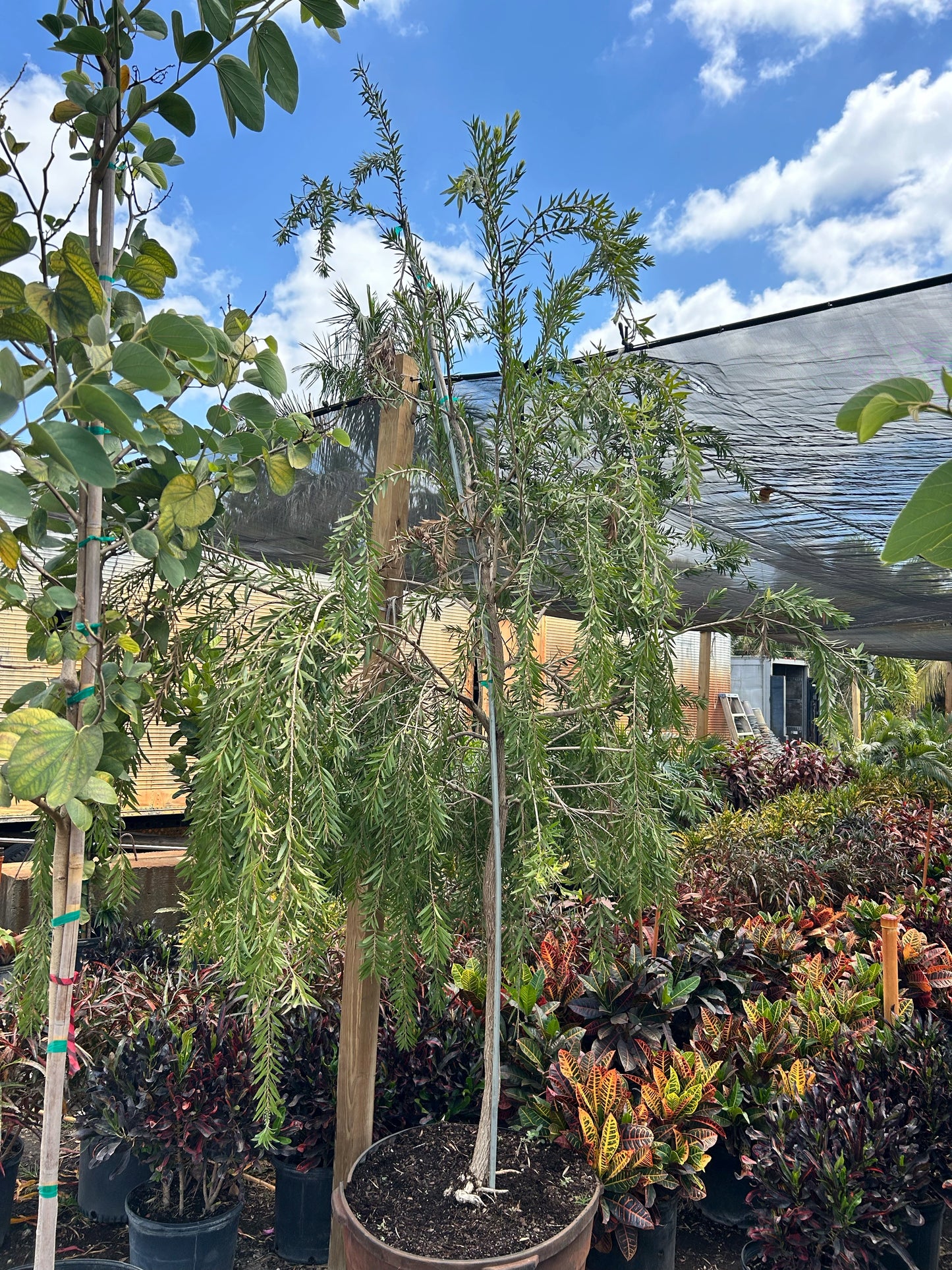 Weeping Bottlebrush Tree (Callistemon Viminalis)