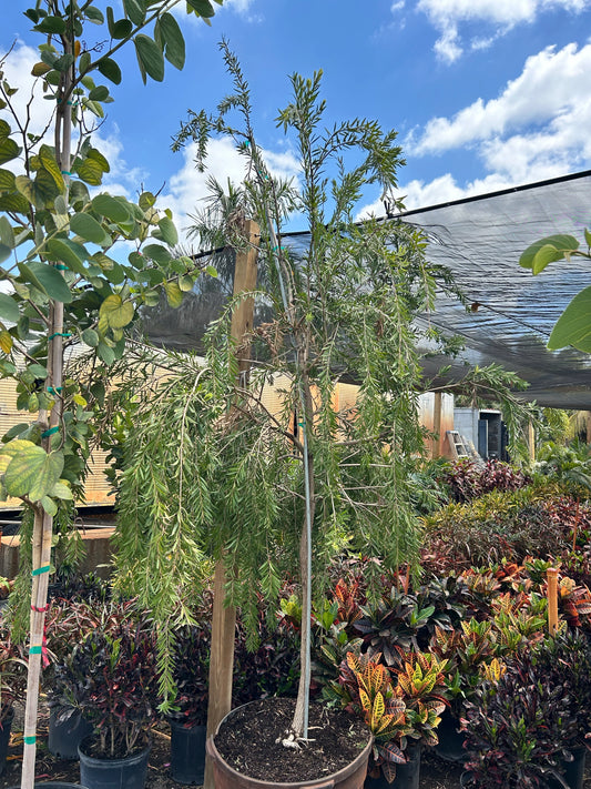 Weeping Bottlebrush Tree (Callistemon Viminalis)