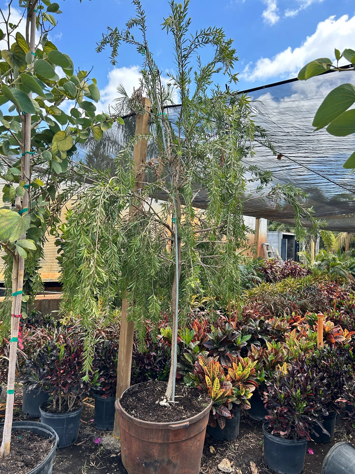 Weeping Bottlebrush Tree (Callistemon Viminalis)