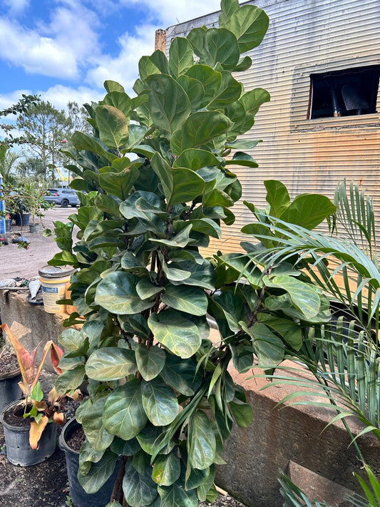 Fiddle Leaf Fig Tree (Ficus Lyrata)