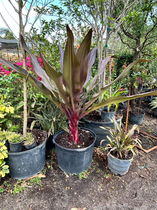 Crinum Angustum 'Queen Emma'