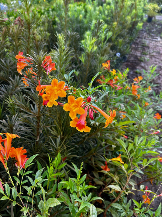 Tecoma Alata - Orange Bells