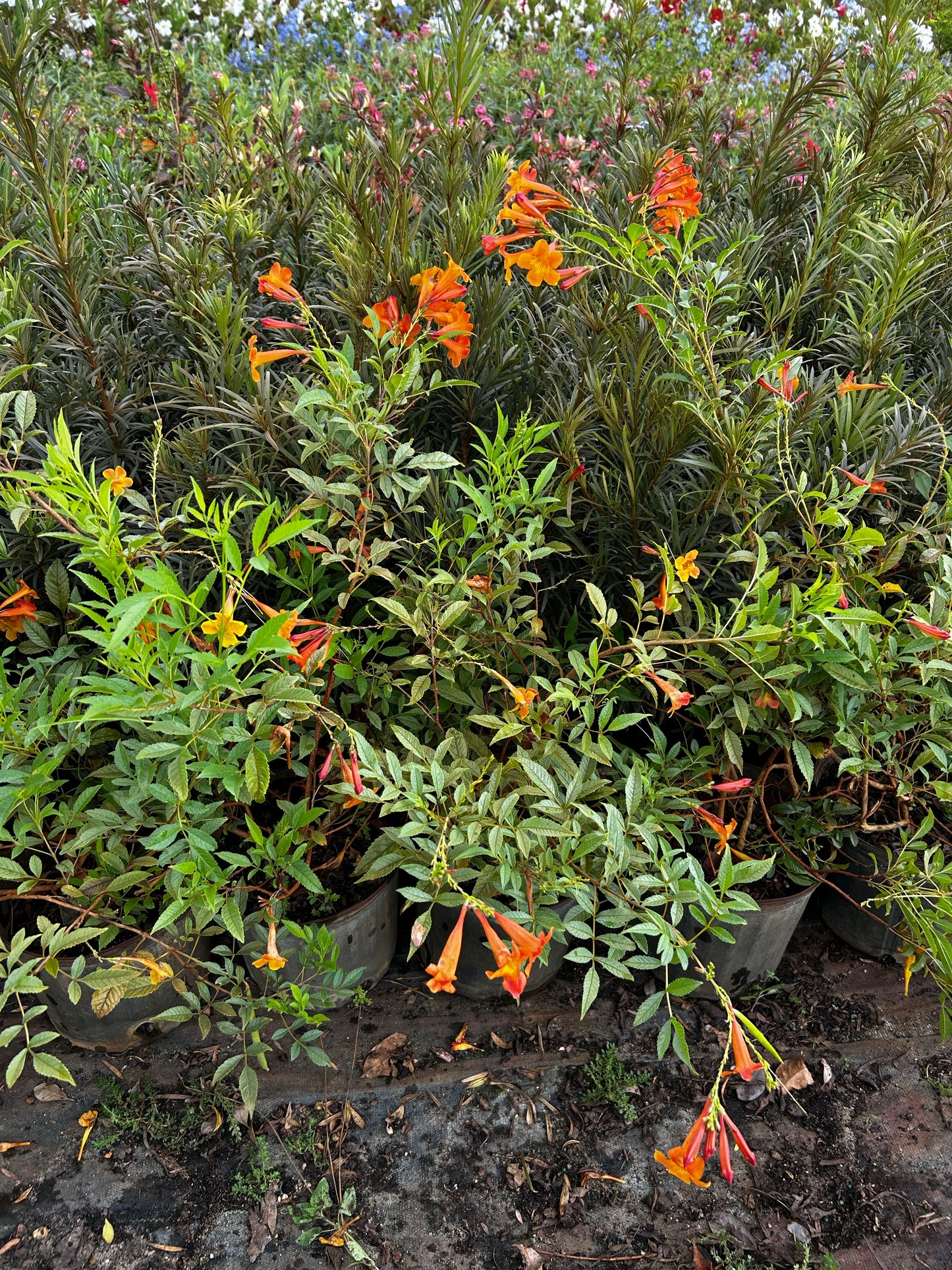 Tecoma Alata - Orange Bells