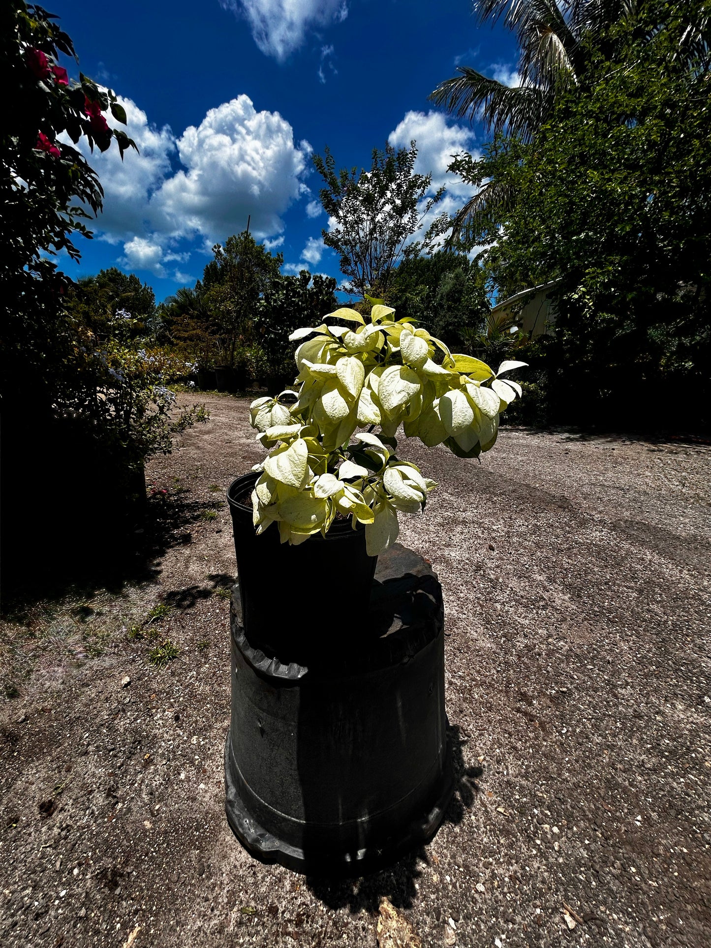 Mussaenda Philippica