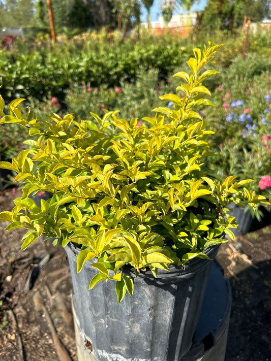 Gold Mound Duranta