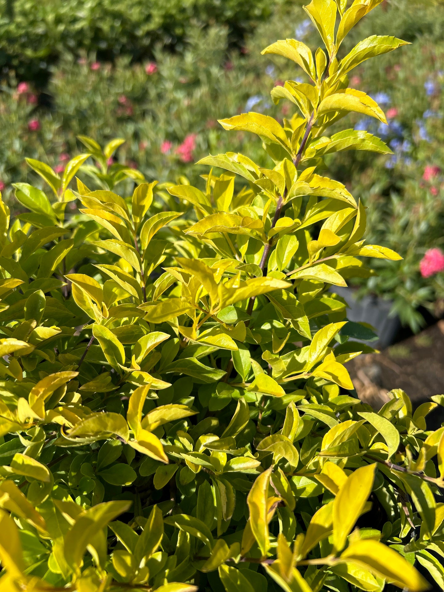 Gold Mound Duranta