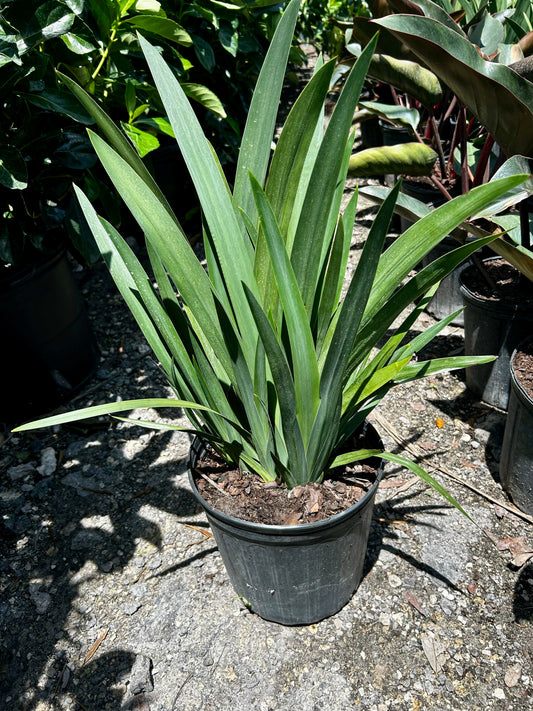 Apostle Iris