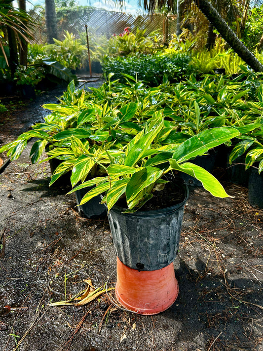 Ginger Variegated