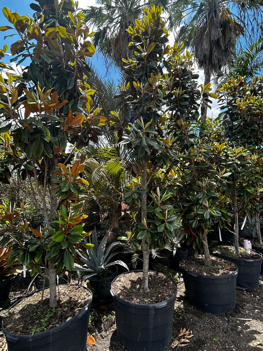 Magnolia Tree