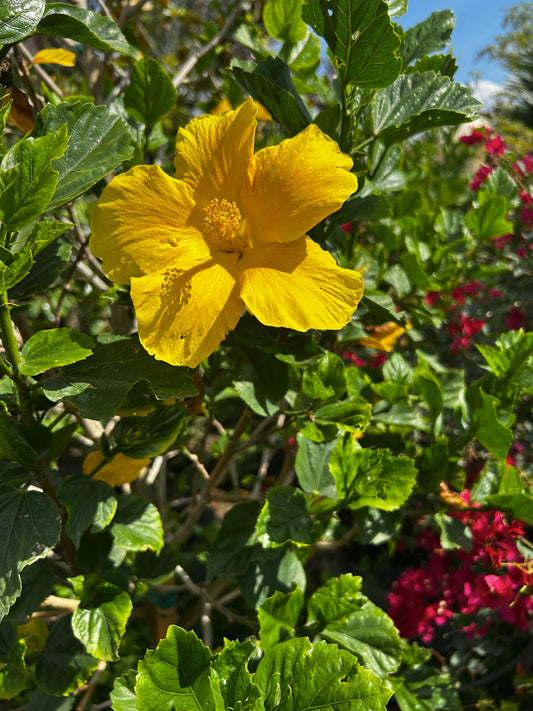 Hibiscus Tree