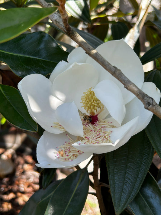 Southern Magnolia