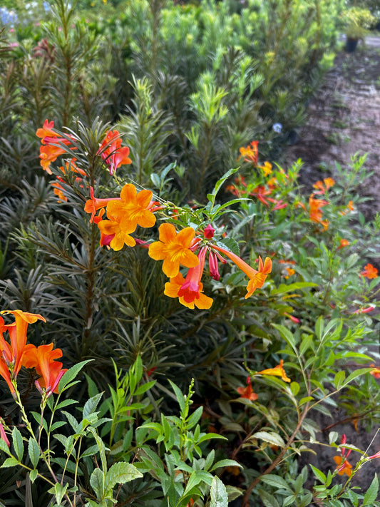 Honeysuckle