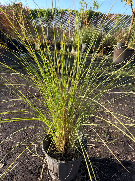 Fountain Grass