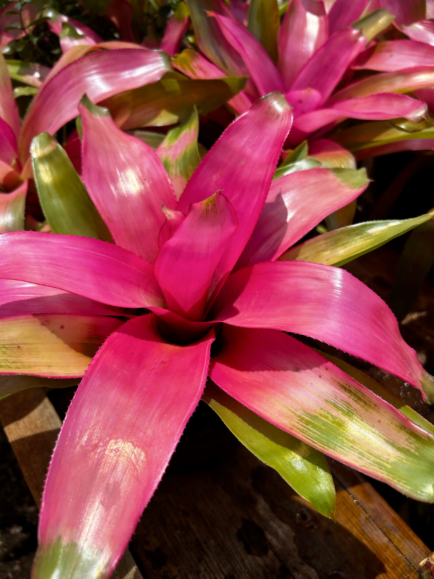 Bromeliads