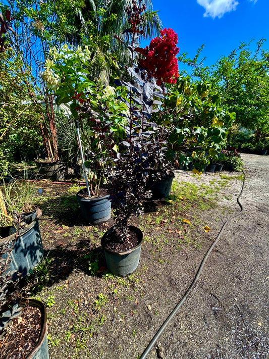 Black Diamond Crape Myrtle – ‘Crimson Red’