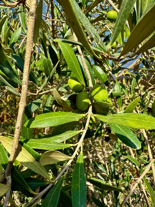 Olive Tree