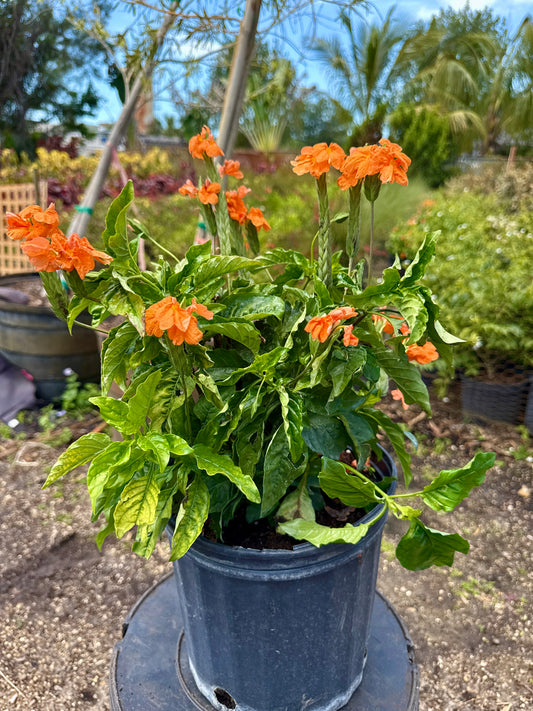 Crossandra