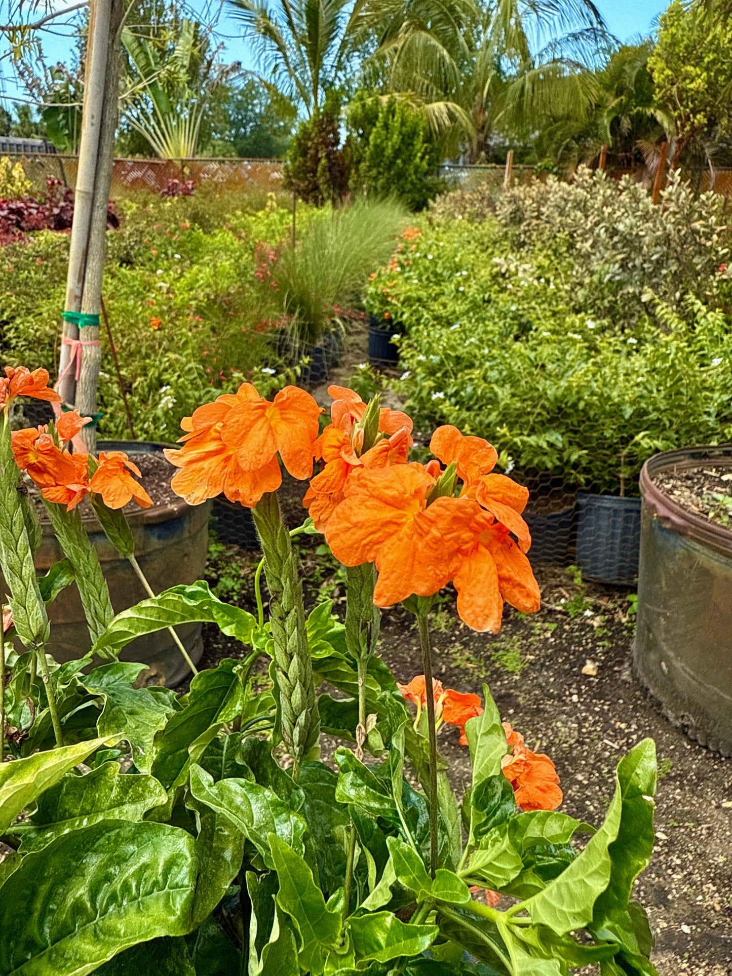 Crossandra
