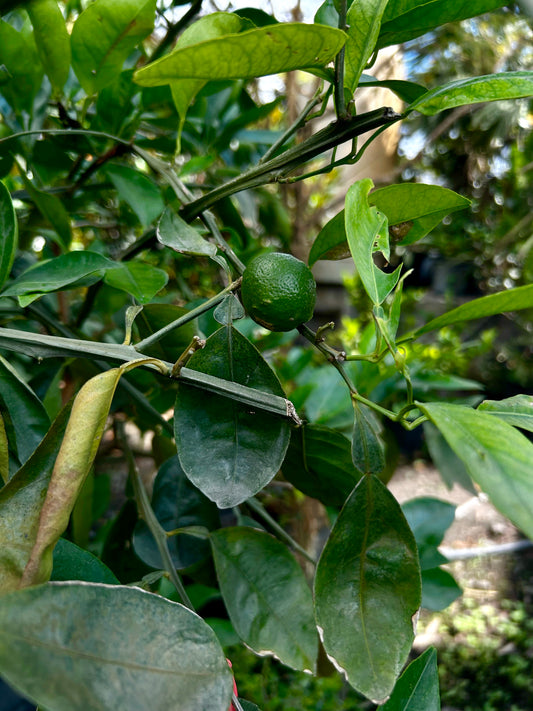 Minneola Tangelo ‘Honeybell’